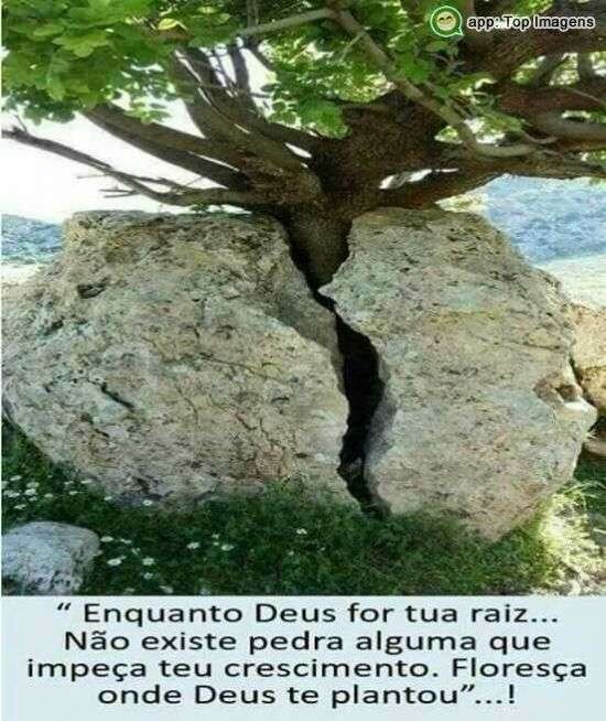 Enquanto Deus for tua raiz