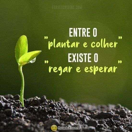 Plantar e colher