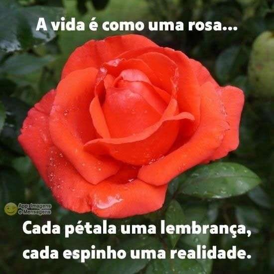 Como uma rosa