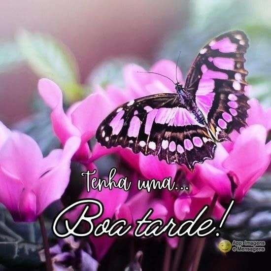 Boa tarde