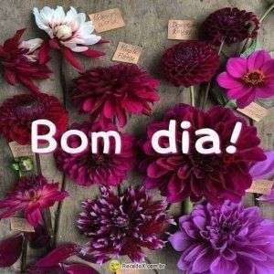 Bom dia