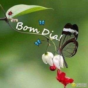 Bom dia