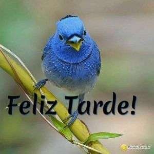 Feliz tarde