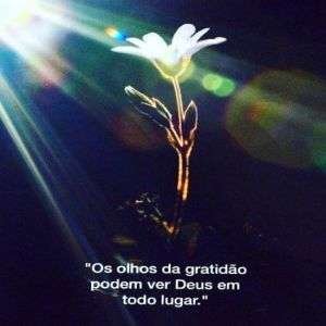 Olhos da gratidão