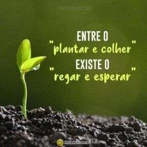 Plantar e colher