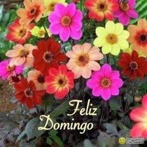 Feliz domingo