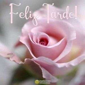 Feliz tarde