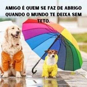 Amigo que se faz de abrigo