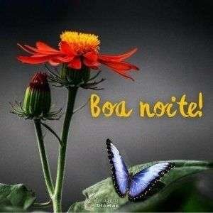 Boa noite