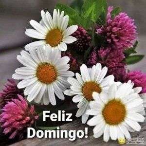 Feliz domingo