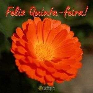 Feliz quinta-feira