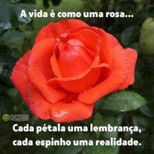 Como uma rosa